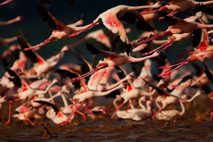 flamingx (700x466, 57Kb)
