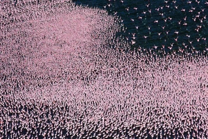 flamingy (700x466, 141Kb)