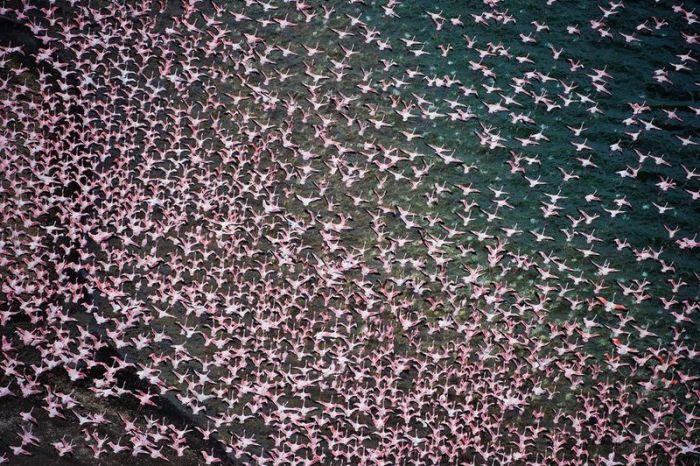 flaminh0 (700x466, 128Kb)