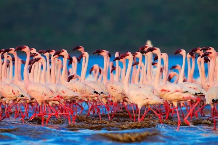 flaminh4 (700x466, 55Kb)