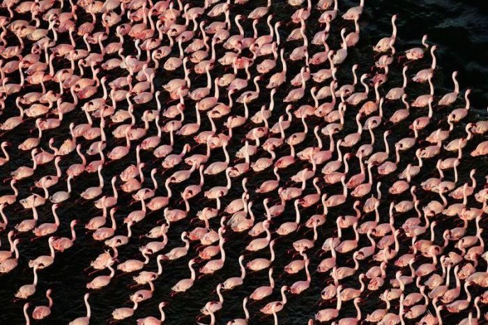 flaminh6 (700x466, 107Kb)