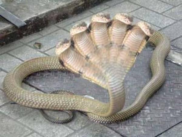 Публикация «„Змея кобра“ из бросового материала» размещена в разделах
