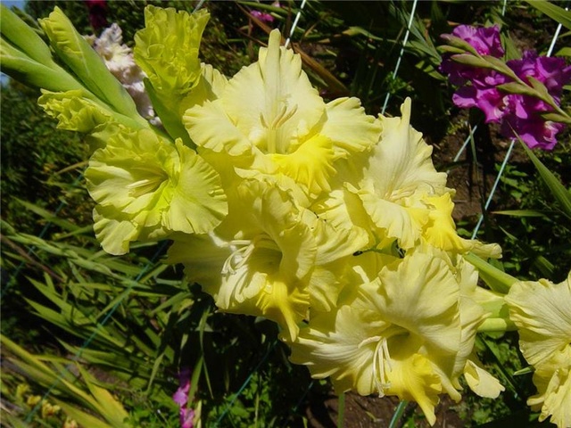 gladiolus3 (640x480, 135Kb)