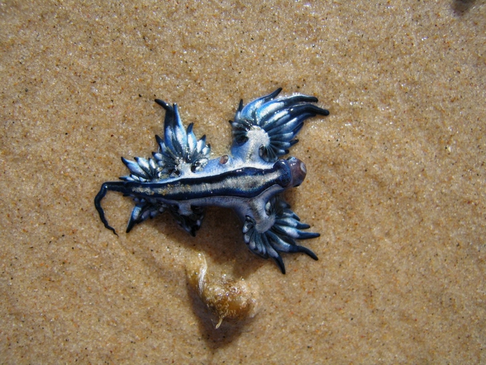 молюск голубой дракон Glaucus atlanticus 5 (700x525, 339Kb) 