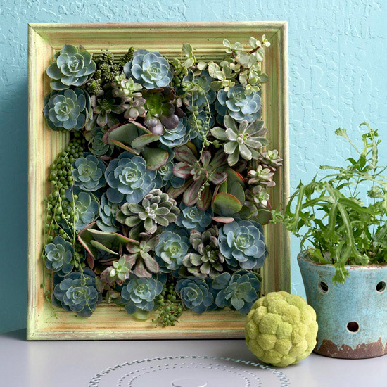 succulent-picture-from-bhg (550x550, 142Kb)