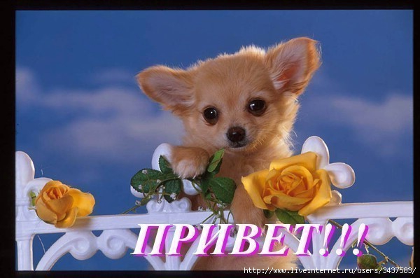 http://img0.liveinternet.ru/images/attach/c/6/93/294/93294590_1a2b4558d301.jpg