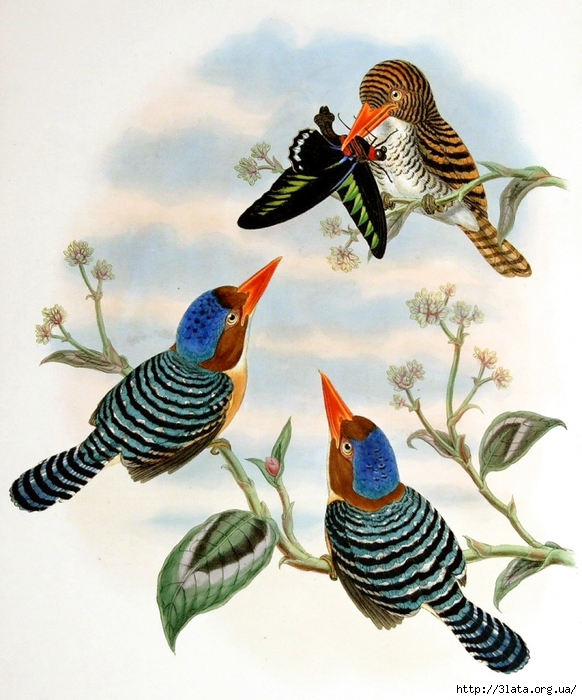 vintage bird illustration 10 (582x700, 305Kb)