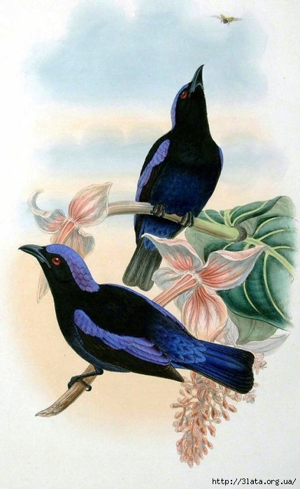 vintage bird illustration 13 (429x700, 212Kb)
