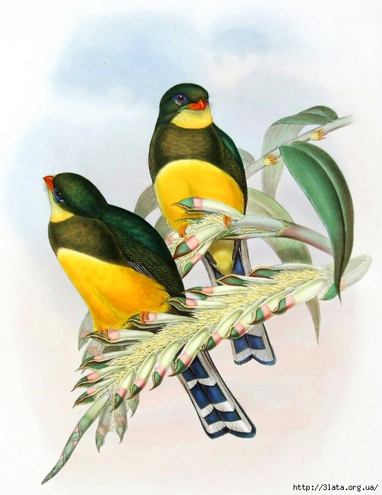 vintage bird illustration 09 (540x700, 274Kb)