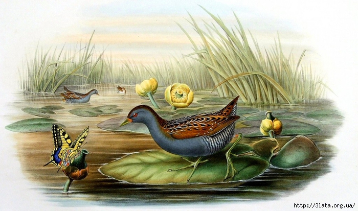 vintage bird illustration 06 (700x413, 241Kb)
