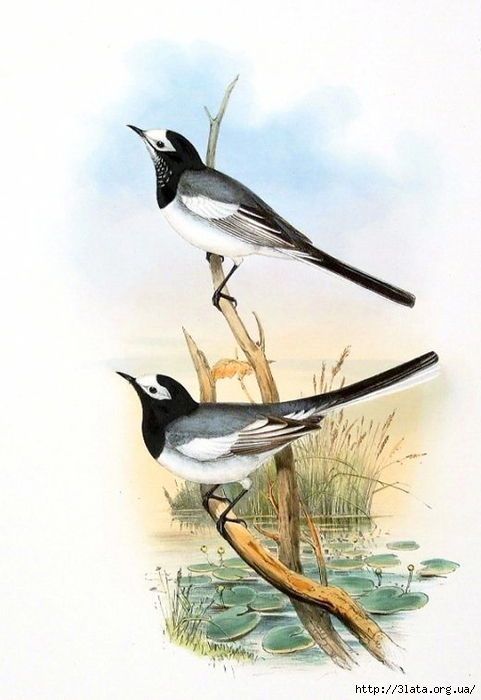 vintage bird illustration 08 (481x700, 195Kb)