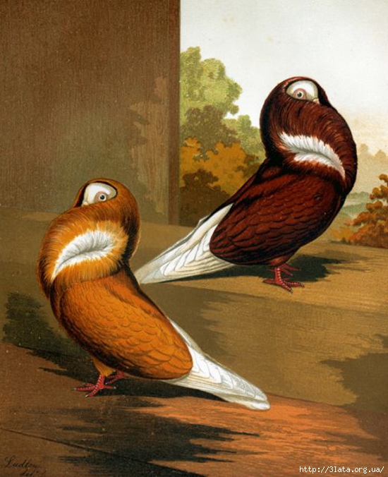 vintage bird illustration 01 (550x676, 255Kb)