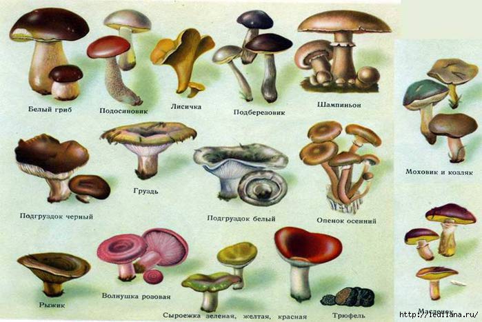 грибы (700x467, 167Kb)