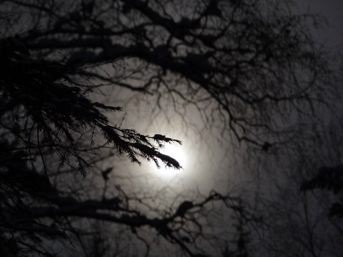 DSC00963 (700x525, 202Kb)