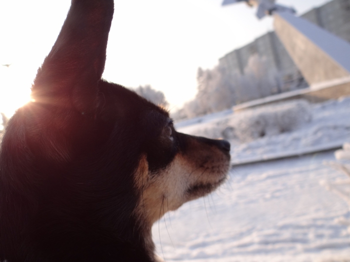 DSC01605 (700x525, 150Kb)