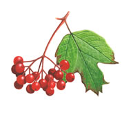 Guelder rose180_tcm9-170653 (180x169, 6Kb)