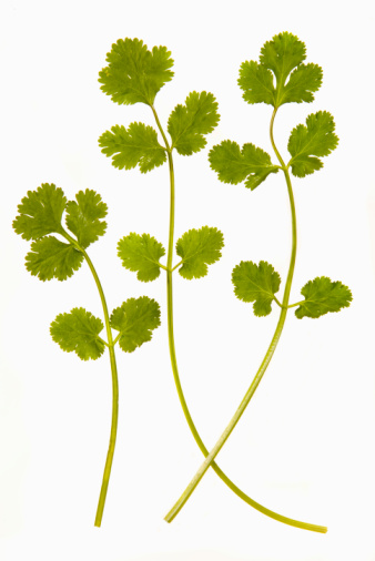 coriander1 (338x506, 80Kb)