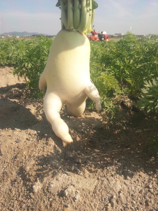 redis (525x700, 234Kb)