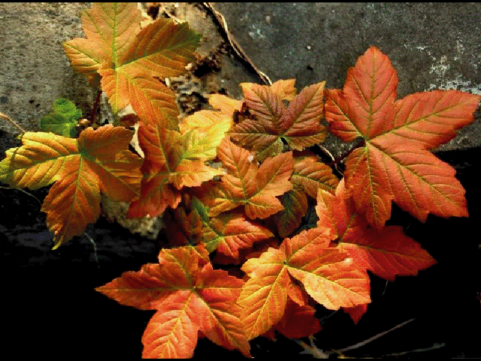 viewer (1) (700x525, 566Kb)