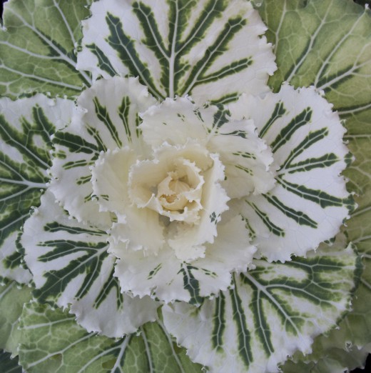 Ornamental-cabbage-520x522 (520x522, 75Kb)