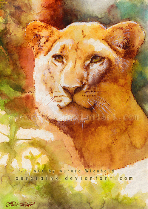 5019858_the_lioness___watercolor_study_by_aurorainkd52d0fl (496x700, 558Kb)