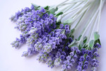 011509_lavender (540x360, 60Kb)