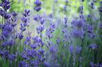  lavender-plant-field-adrian-hancu (600x398, 36Kb)