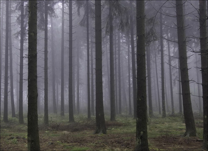 forest11 (700x508, 90Kb)