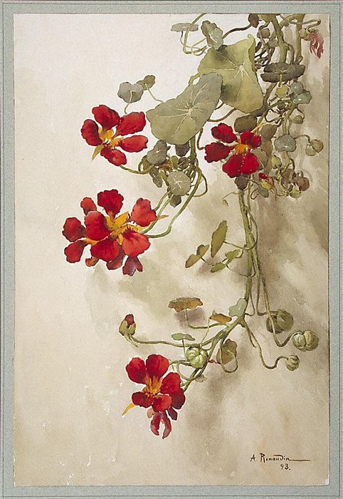 A. Renaudin - Nasturtiums, 1893 (482x700, 116Kb)