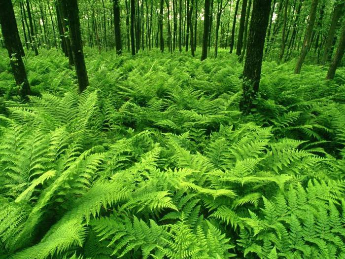 NATURE-GreenForest_1024x768 (700x525, 105Kb)