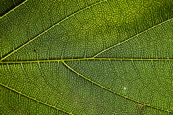 Green_leaf_by_ilpavone2004 (700x466, 277Kb)