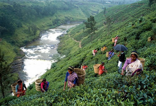 srilanka_5 (500x340, 63Kb)