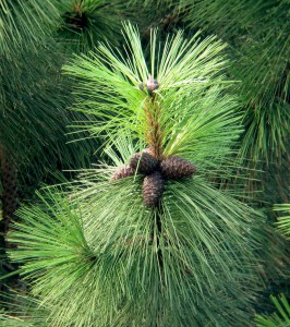 Pinus_ponderosa_cones-266x300 (266x300, 43Kb)