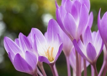 2940054_Colchicum01350x250 (350x250, 21Kb)