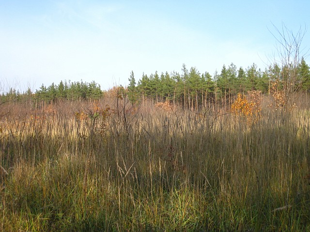 11 039 (640x480, 108Kb)