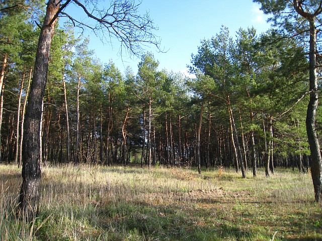 11 155 (640x480, 172Kb)