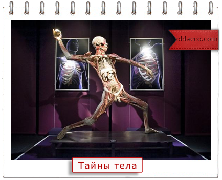 Тайны тела - выставка человеческого тела в Киеве