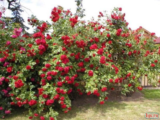 voron_b_19159 (640x480, 80Kb)