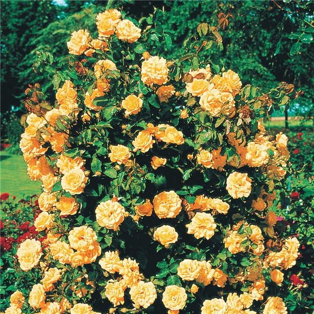 78310228_66382034_1289307229_2460979bdbb7 (640x640, 186Kb)