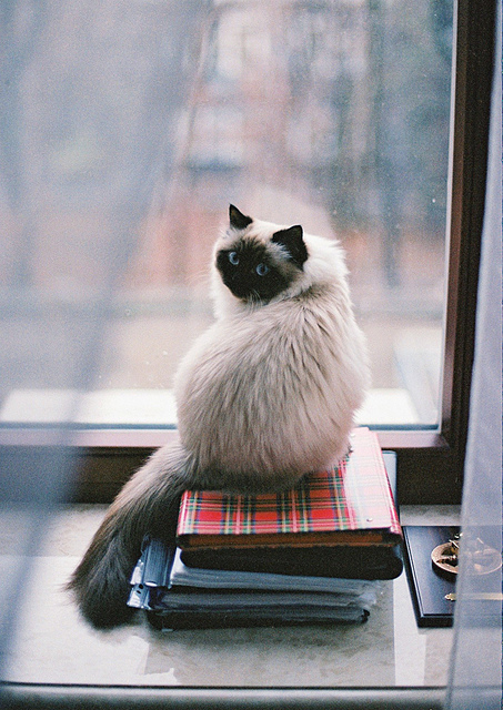 4199004_tumblr_mcabkcOpxr1qfnok0o1_500_large (453x640, 197Kb)