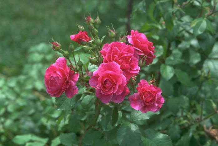 foto_flowers_10 (700x469, 39Kb)