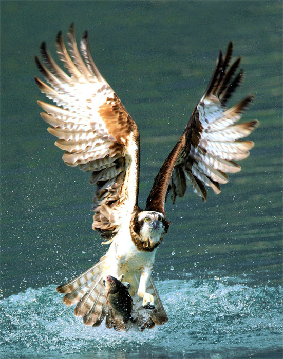 nebesnoe.info_JohnFish_020 (551x700, 185Kb)