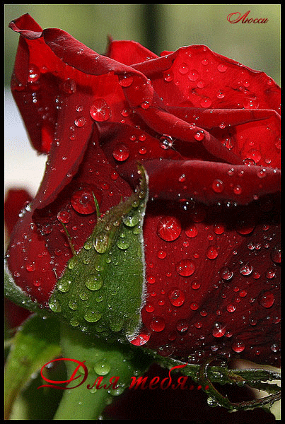 ���� (3) (403x600, 214Kb)