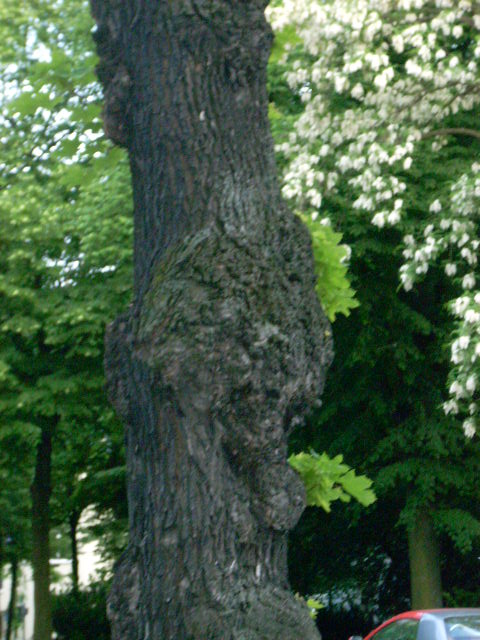 DSCN1950 (480x640, 118Kb)