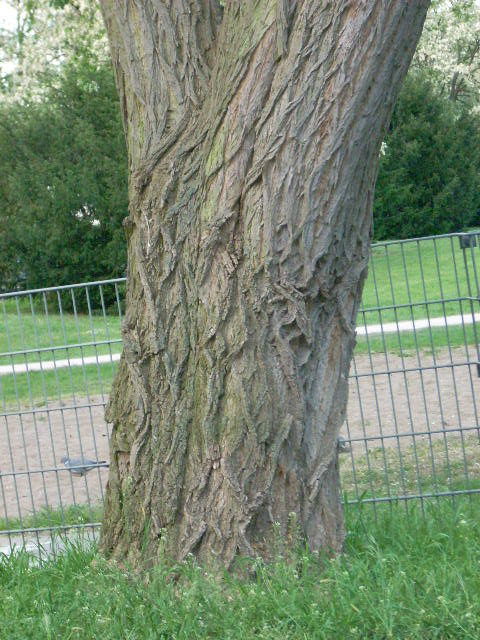 DSCN1961 (480x640, 118Kb)
