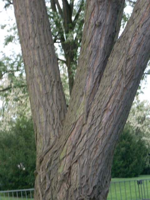 DSCN1962 (480x640, 118Kb)