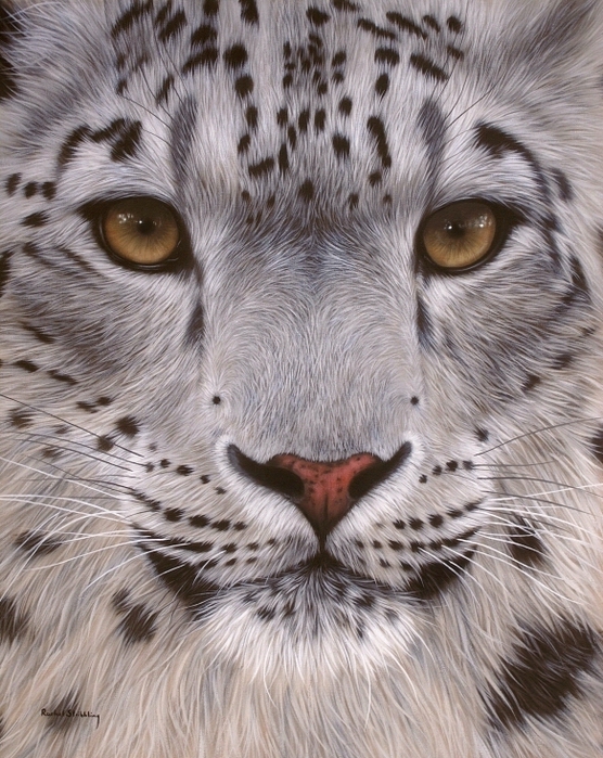 5019858_snowleopard1 (556x700, 344Kb)