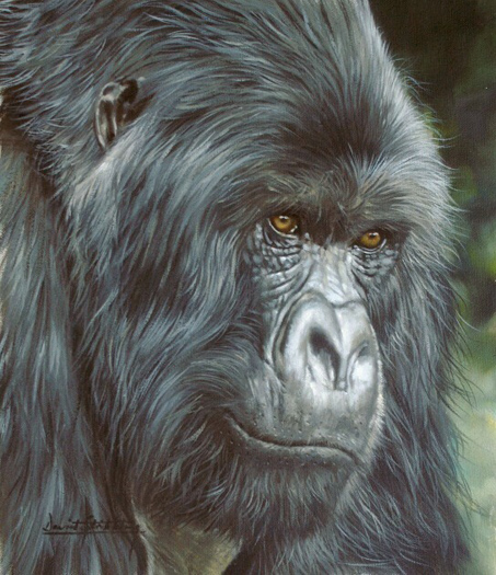 5019858_gorilla1012 (453x525, 179Kb)