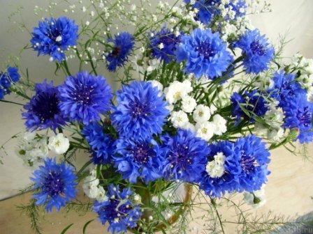 */4102795_120472_361_959_ArtFile_ru (448x336, 43Kb)
