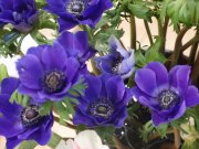 4592859_0658d02f4b_thumb_01 (180x135, 10Kb)